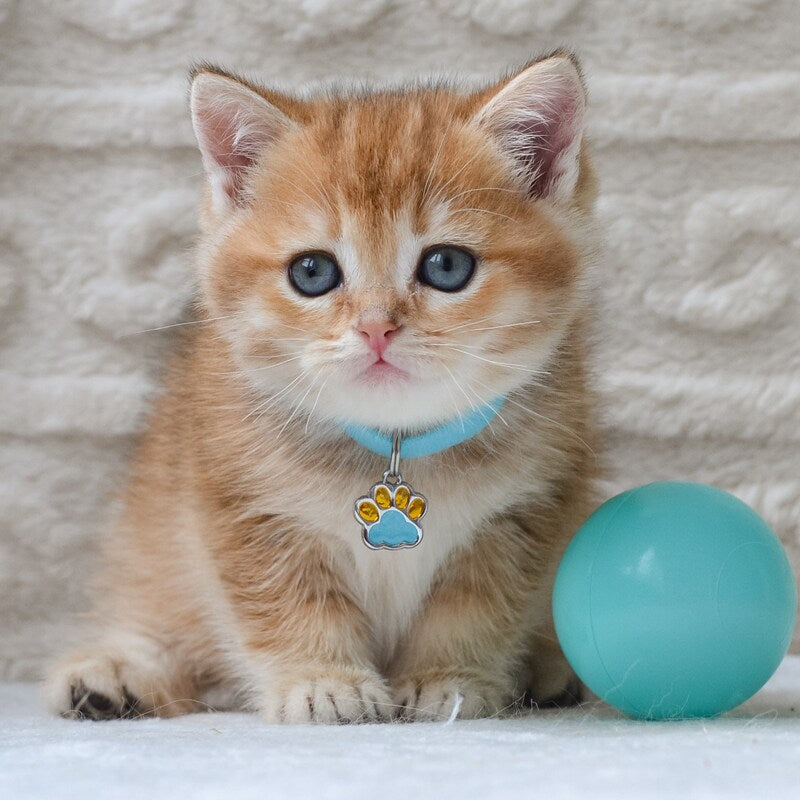 Chester British Shorthair male black golden ticked tabby - live animals