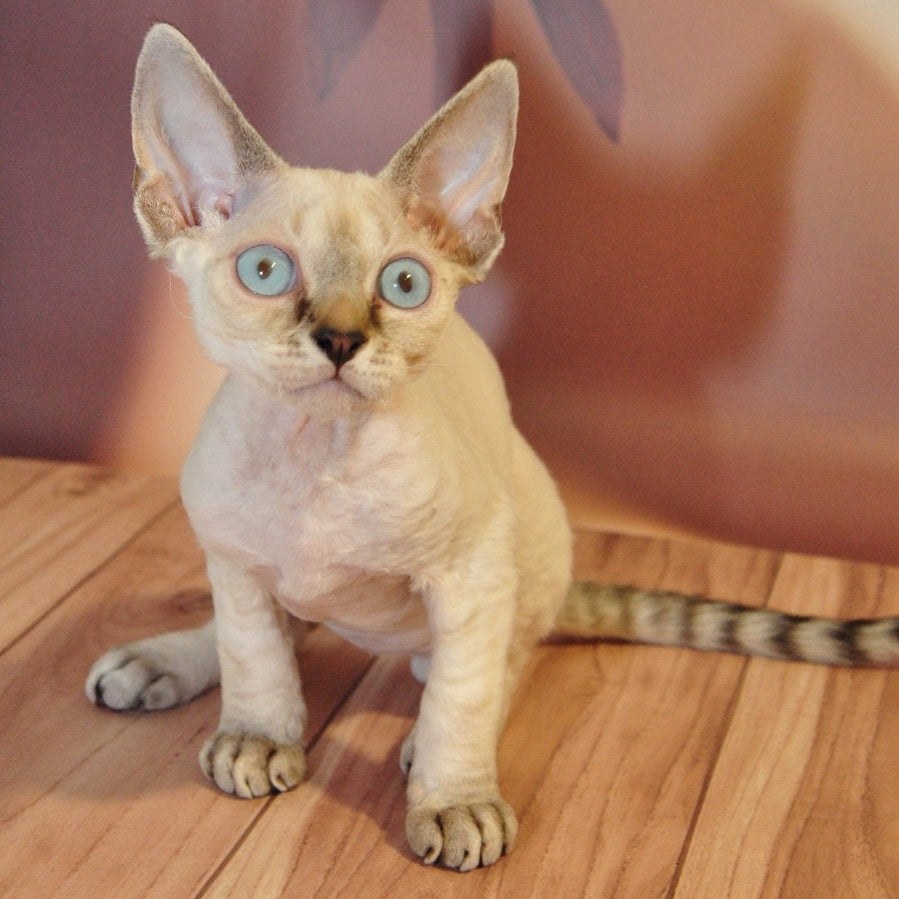 Alex Devon Rex male, black tabby pointed