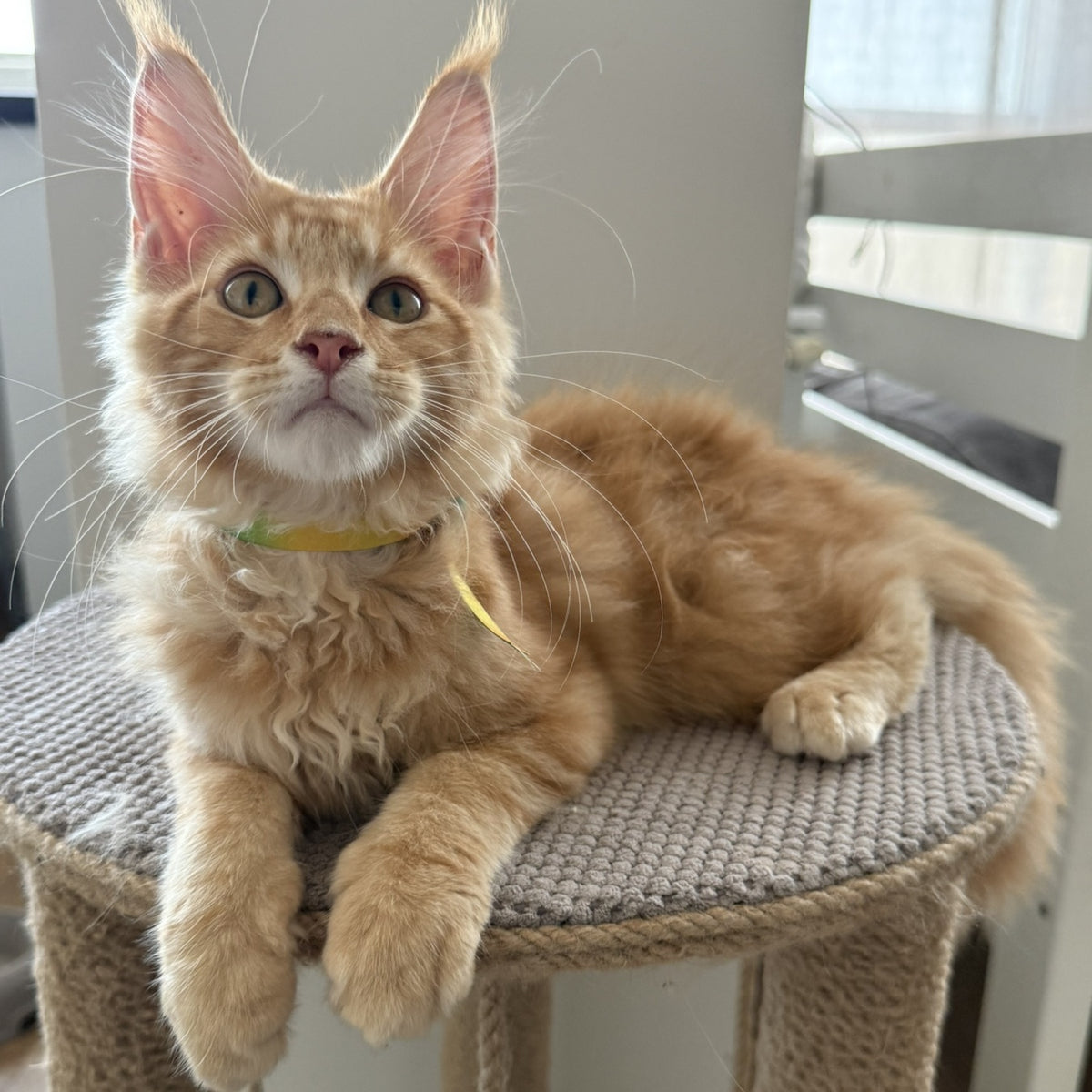 Anfisa Maine Coon female, red tabby