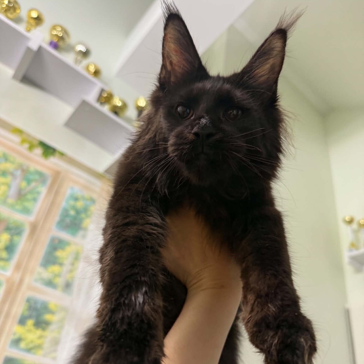 Xandra Maine Coon female, black