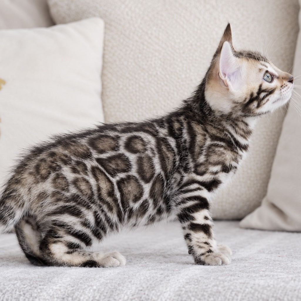 Armani Bengal male, black spotted tabby pointed