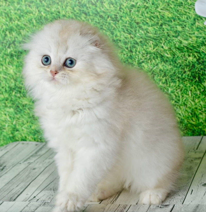 Ronnie Scottish Fold male black silver shaded - live animals