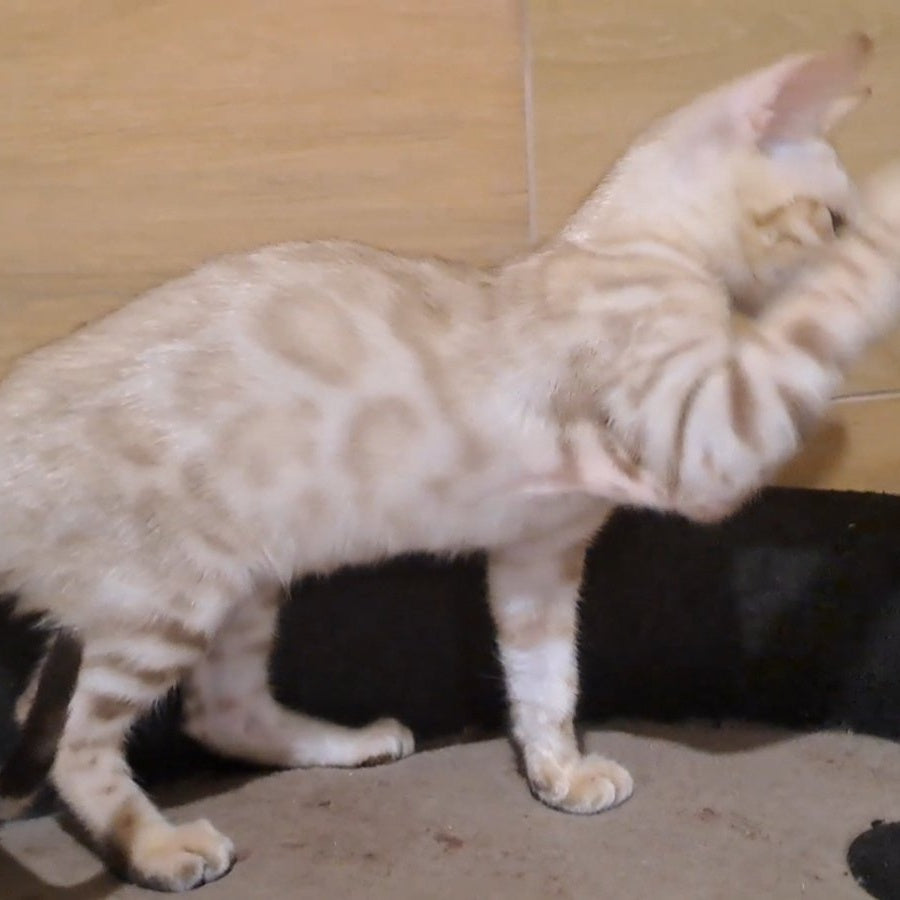 Kent Bengal male, black spotted tabby pointed