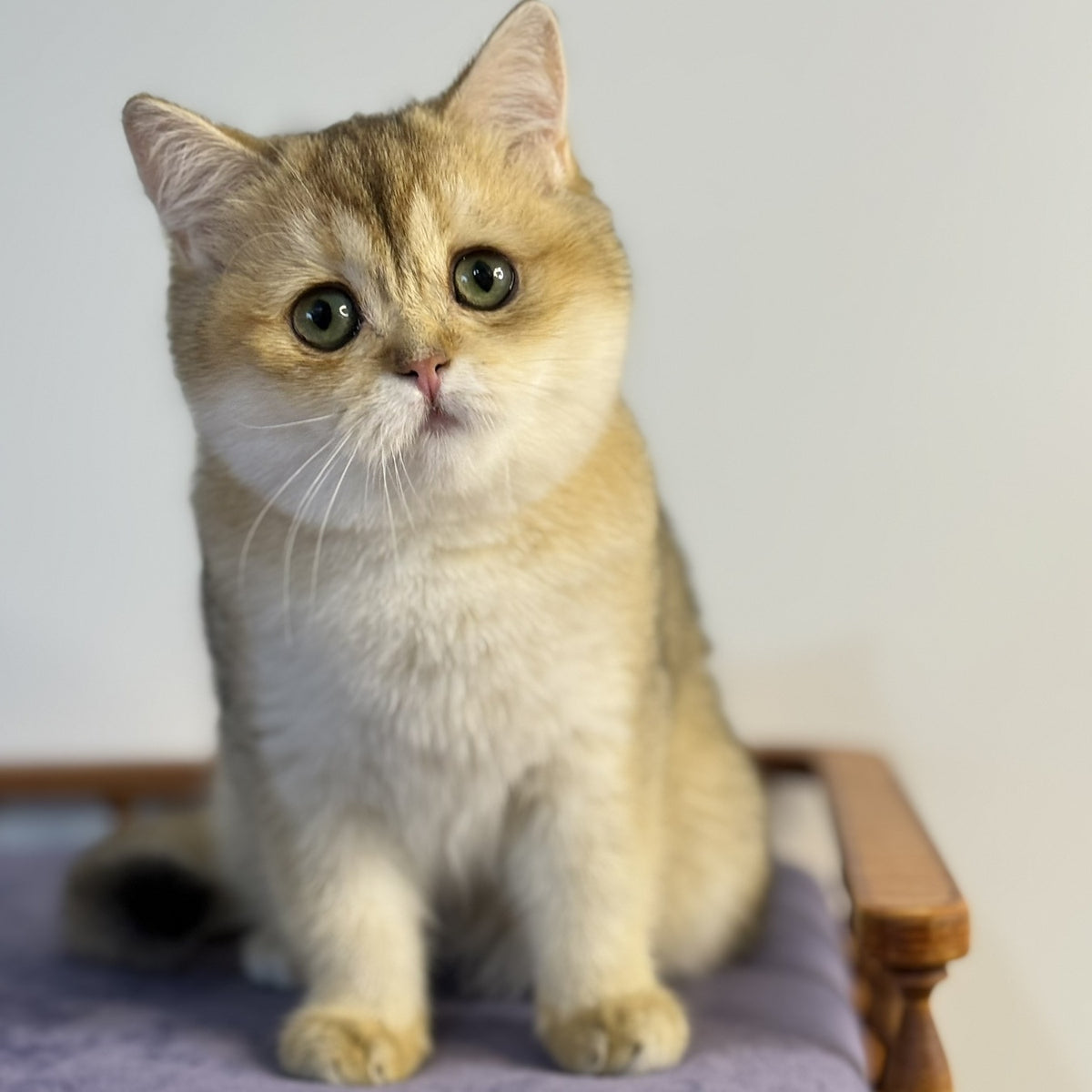Viva British Shorthair female, black golden shaded