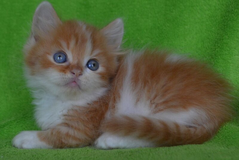 Narciss Munchkin male red bicolour tabby - live animals
