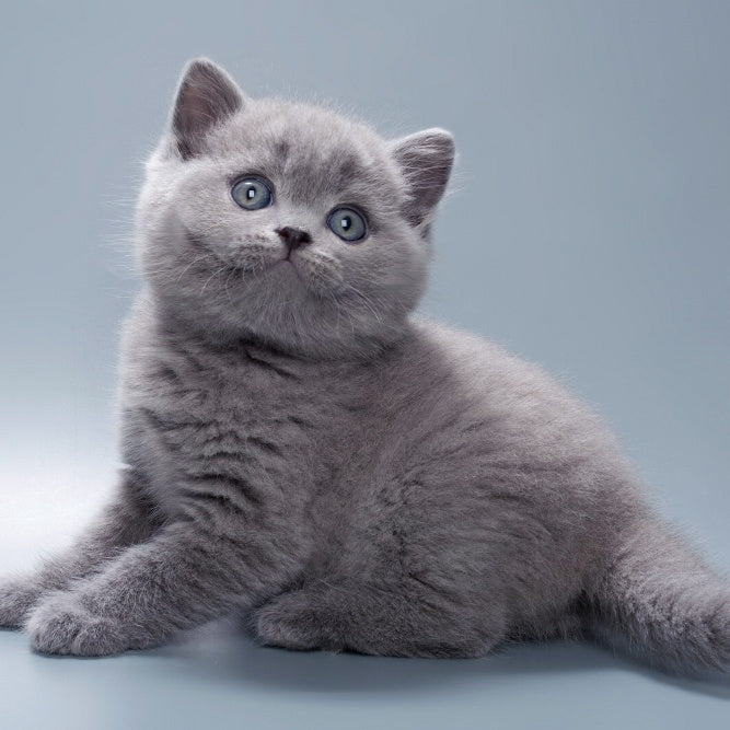 Quick British Shorthair male, blue