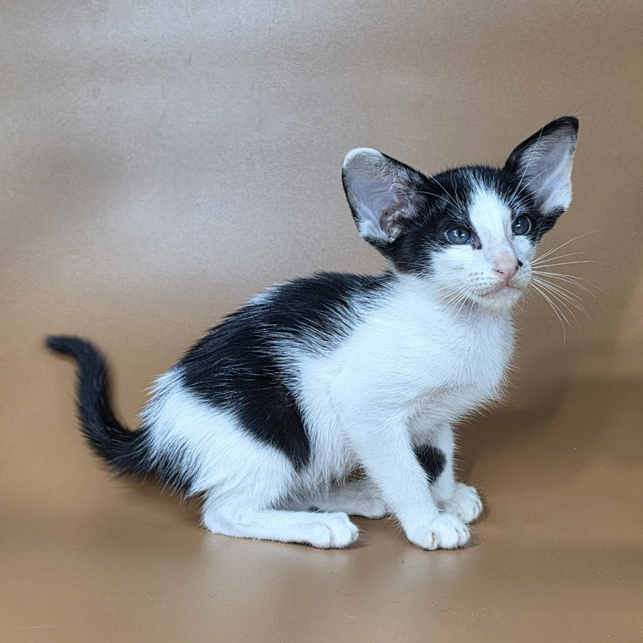 Asher Oriental Shorthair male, black bicolour