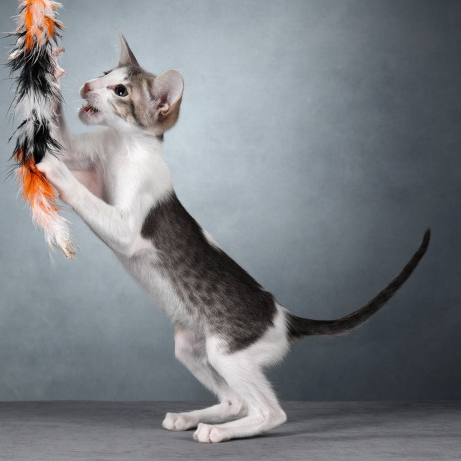 Stella Oriental Shorthair female, blue bicolour spotted tabby