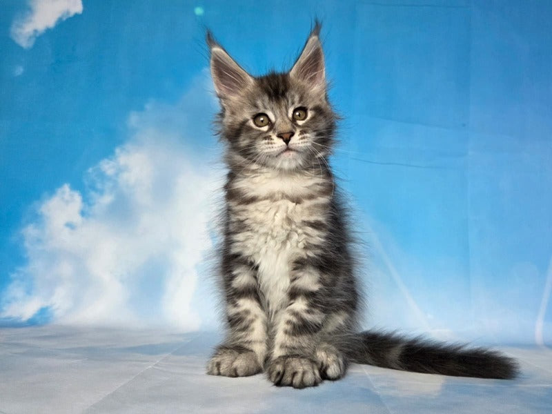 Quelea Maine Coon female, black silver tabby