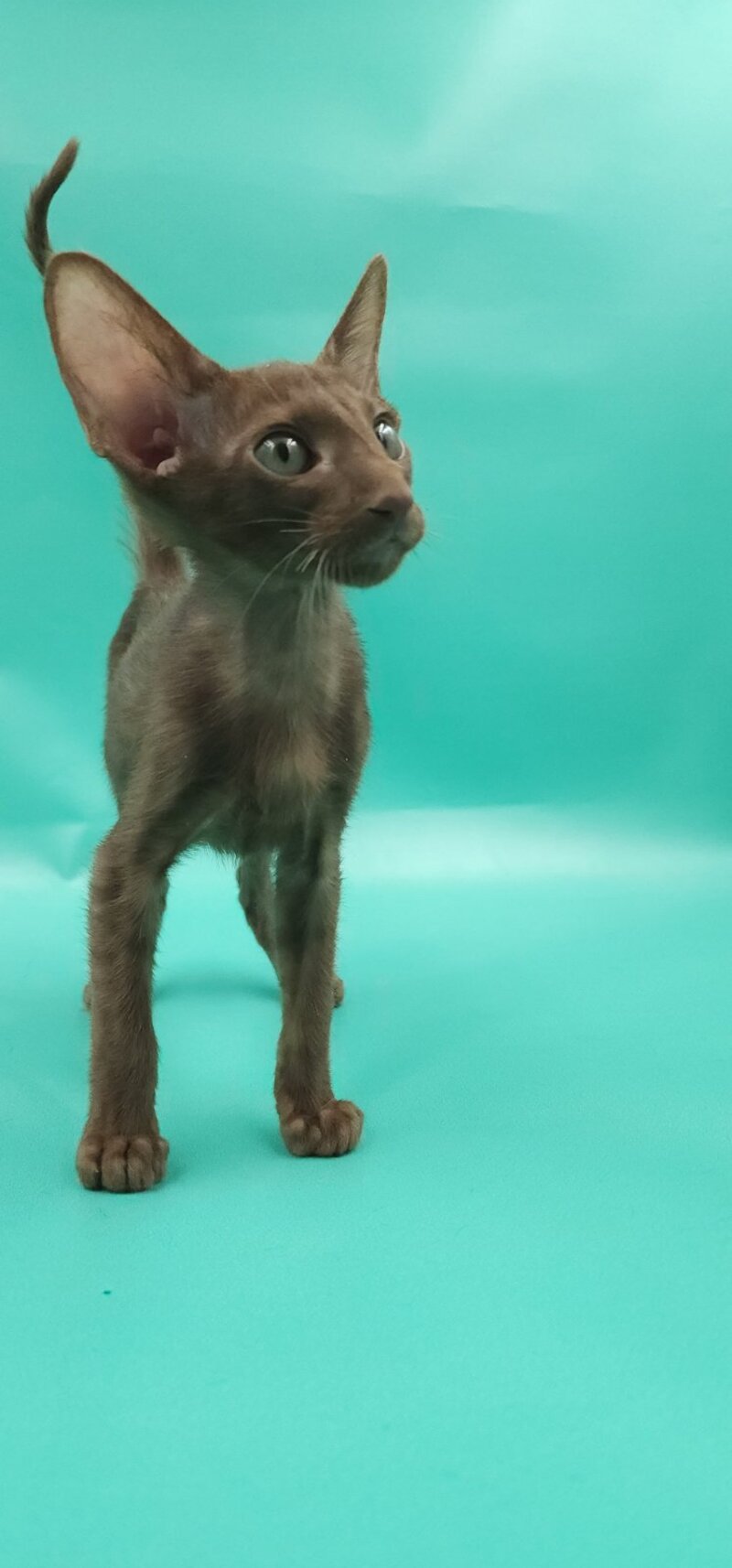 Sansay Oriental Shorthair male, chocolate