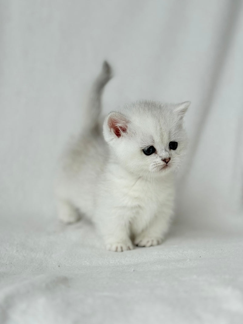 Zipa Munchkin female black silver ticked tabby - live animals