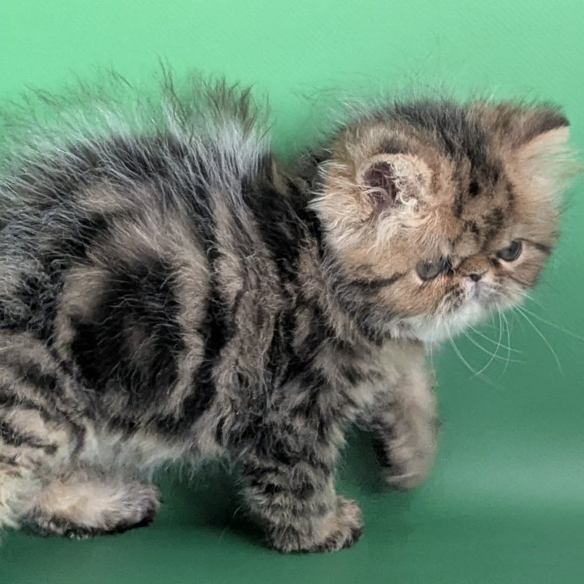 Tiara Persian female, black tabby