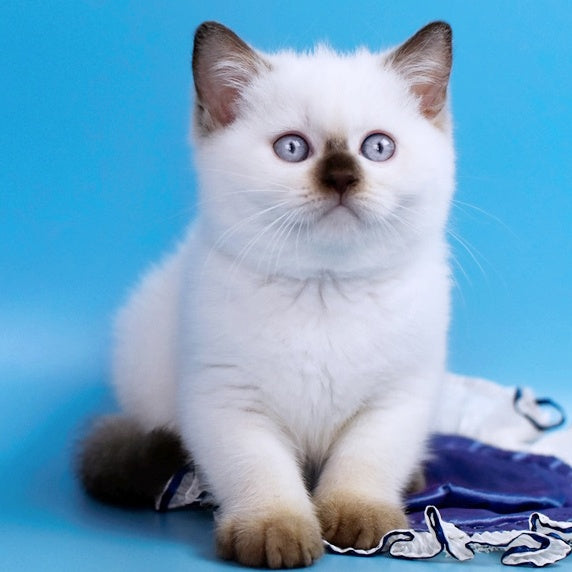 Angel British Shorthair male, chocolate pointed