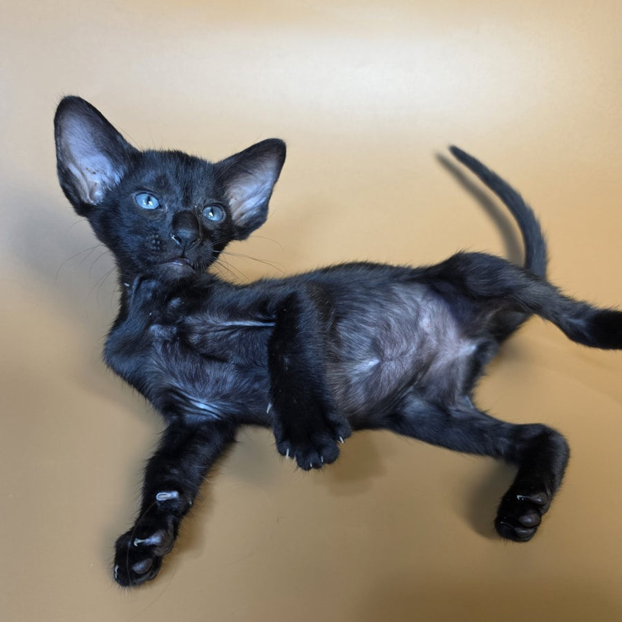 Finn Oriental Shorthair male, black