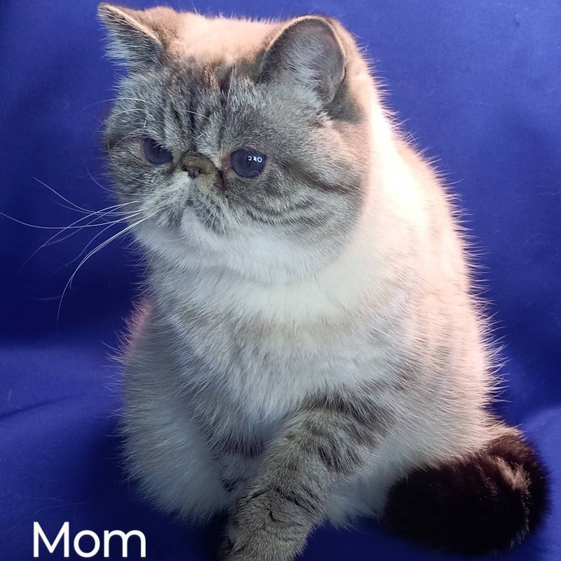 Hloe Exotic female, black tabby pointed