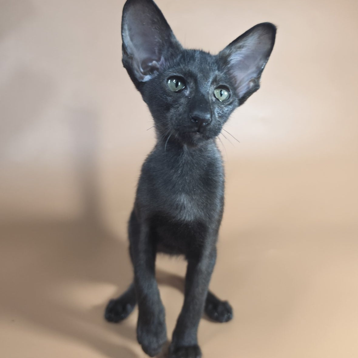 Juno Siamese female, black