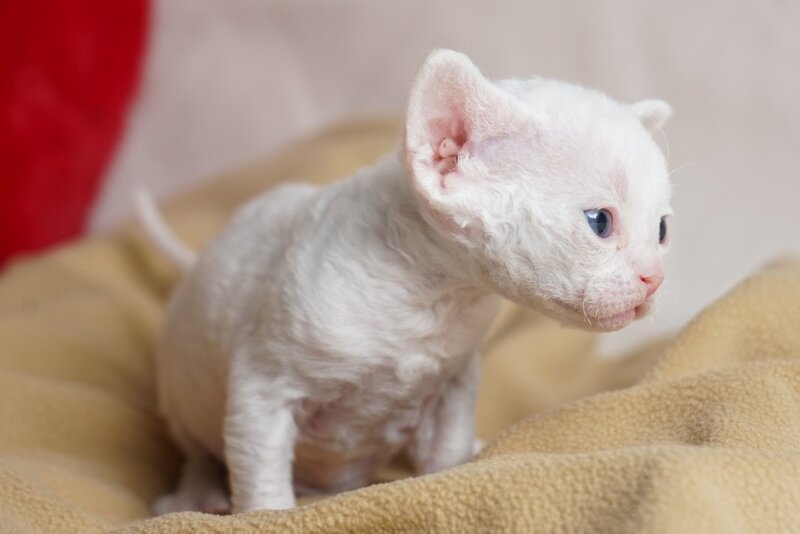 Nika Devon Rex female white - live animals