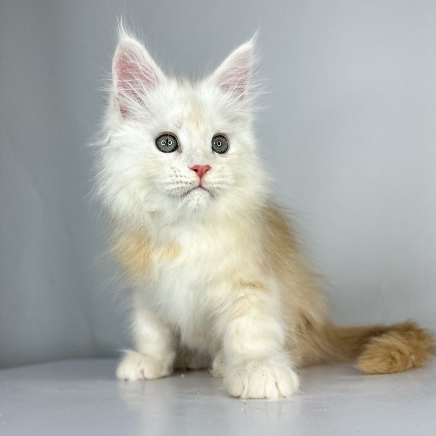 Frank Maine Coon male, red silver tabby
