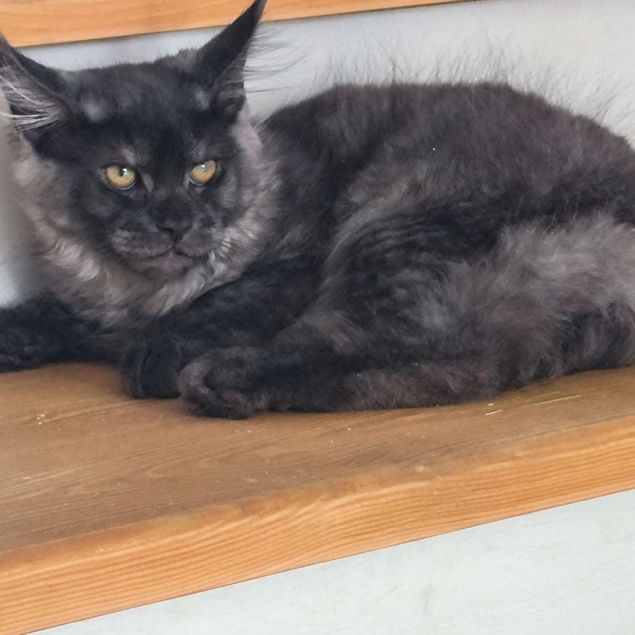 Xanti Maine Coon male, black silver