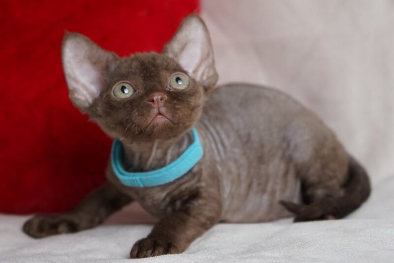 Makar Devon Rex male chocolate - live animals
