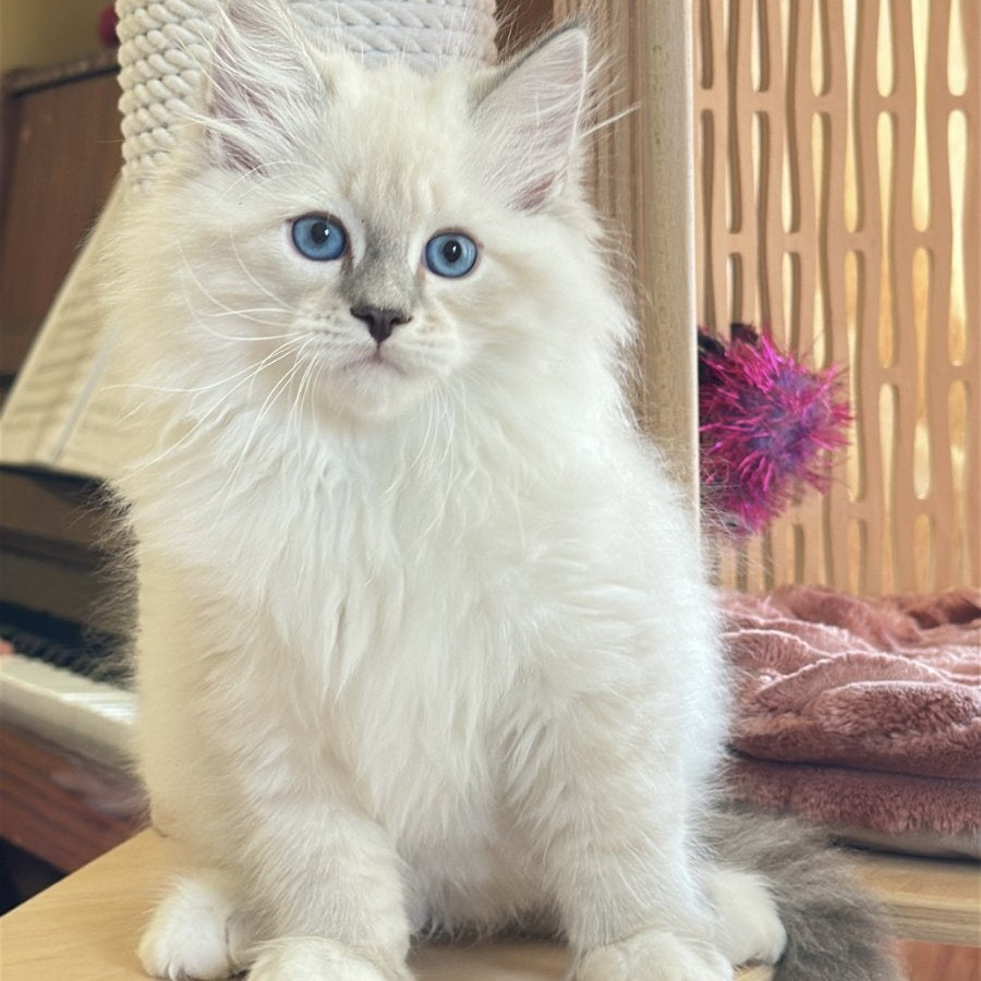 Zefir Siberian male, blue tabby pointed bicolour