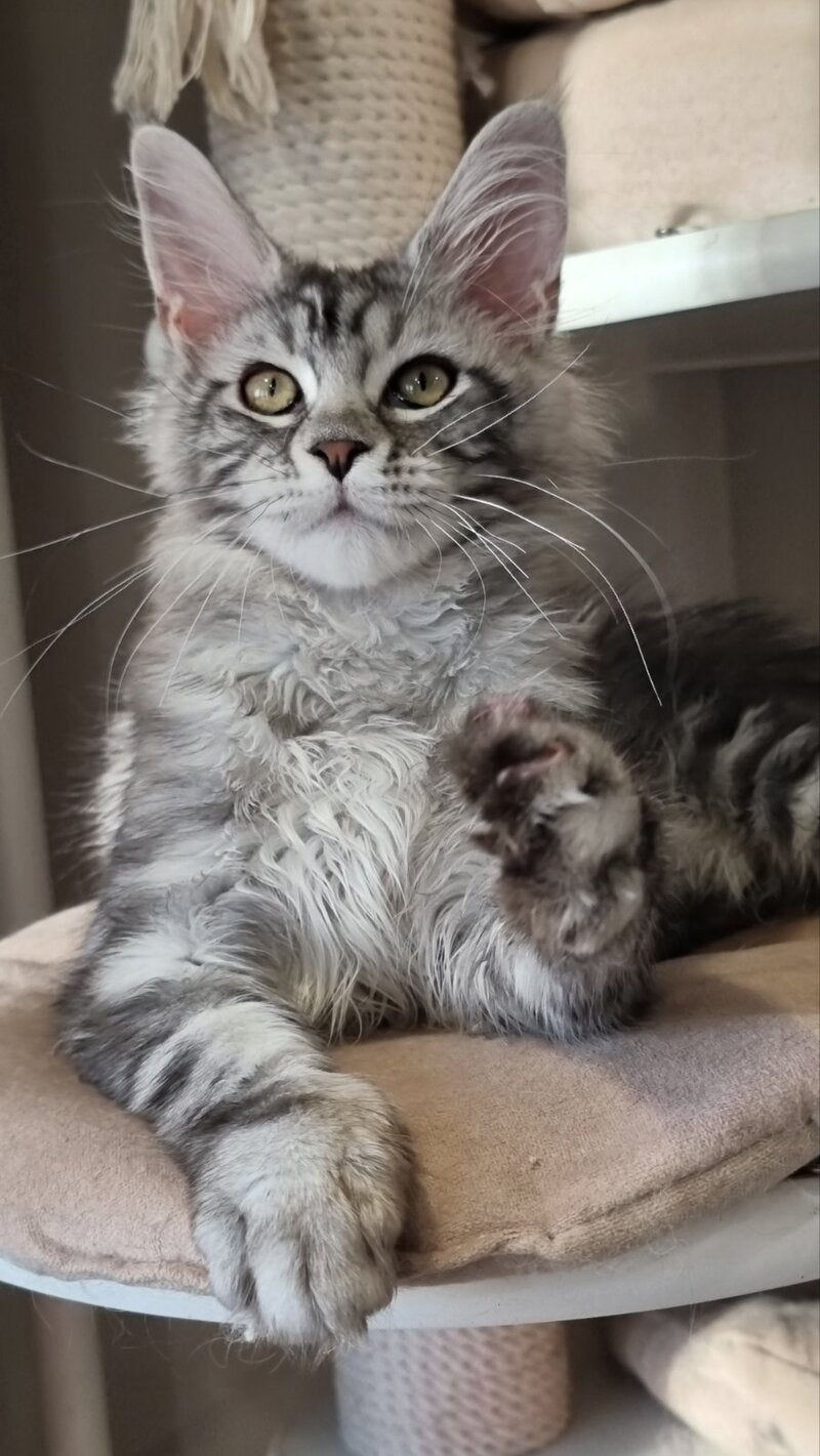 Clinta Maine Coon female black silver tabby - live animals