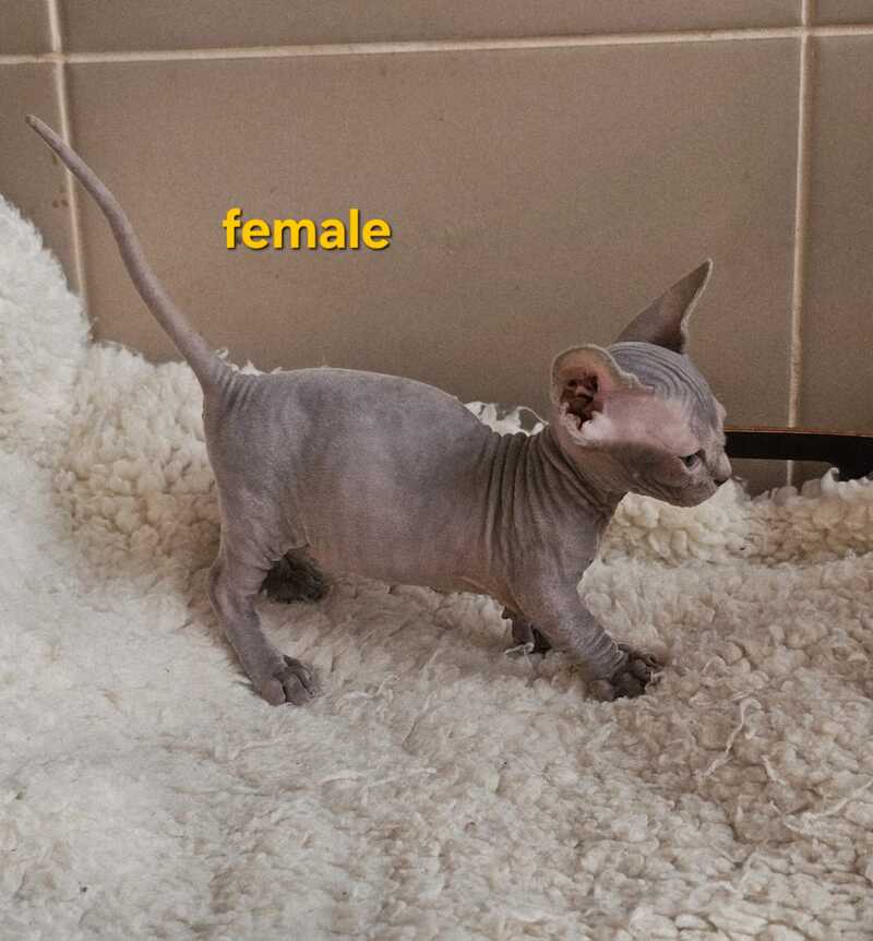 Uslada Bambino female lilac - live animals