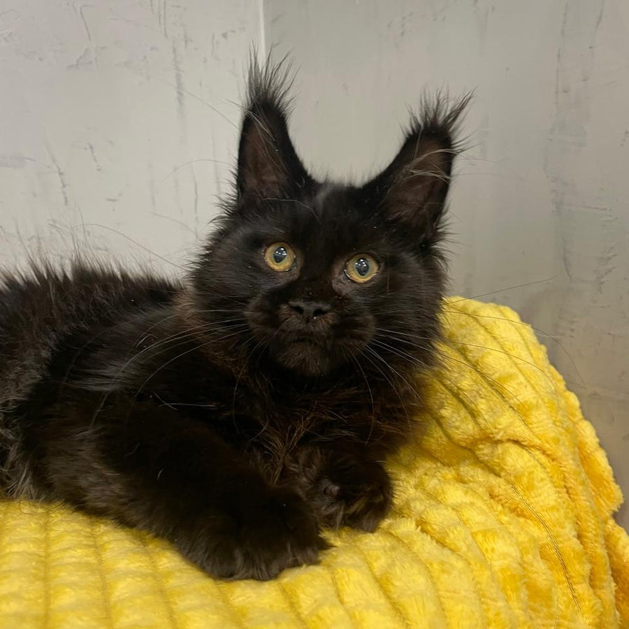 Potap Maine Coon male, black