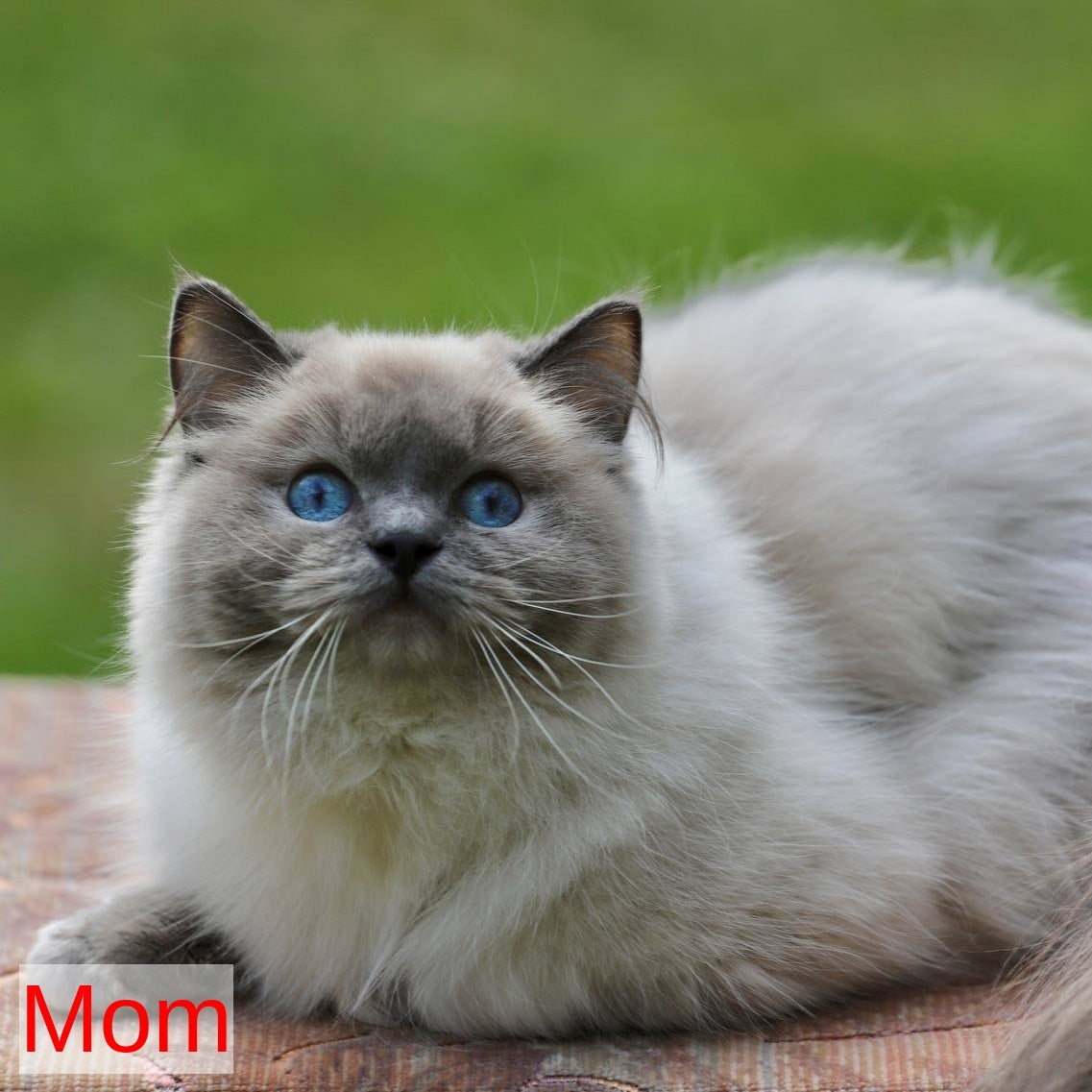 Yasmin Ragdoll female, blue bicolour