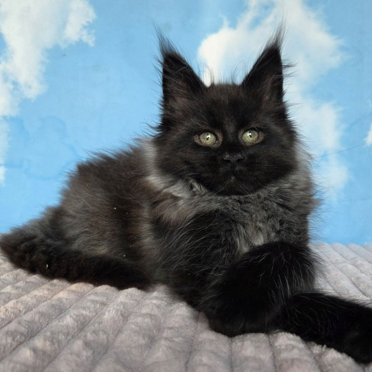 Volk Maine Coon male, black