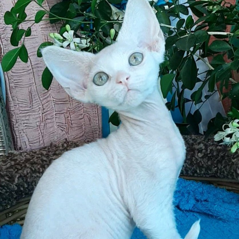 Galatea Devon Rex female, white