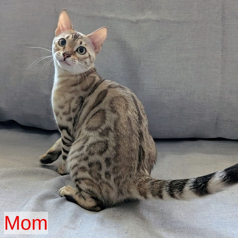 Ava Bengal female, black silver spotted tabby pointed