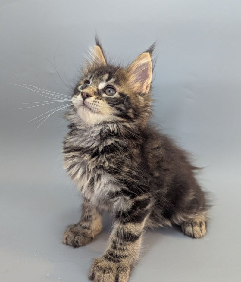 Holly Maine Coon female black tabby - live animals