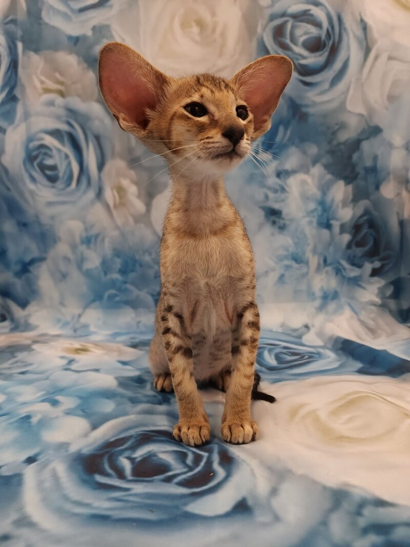Pollyanna Oriental Shorthair female black tortie spotted tabby - live animals