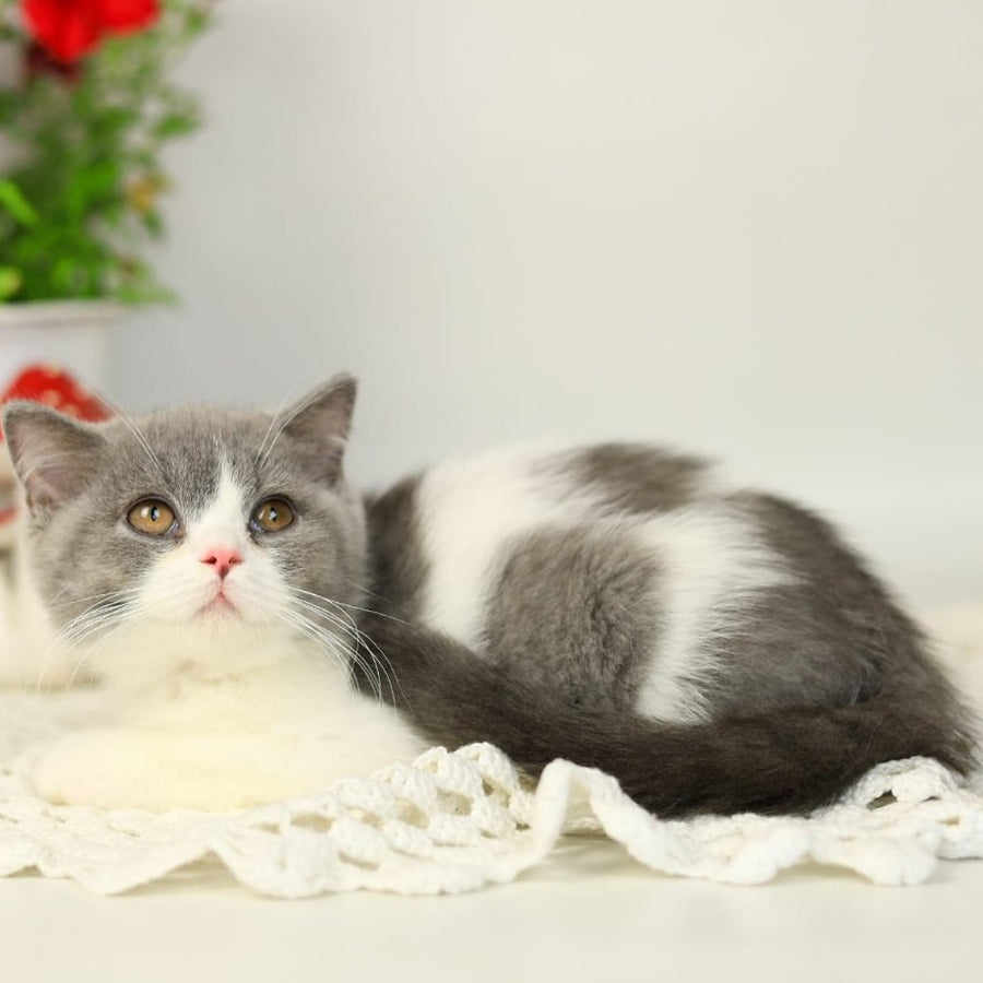Mihael British Shorthair male, blue bicolour