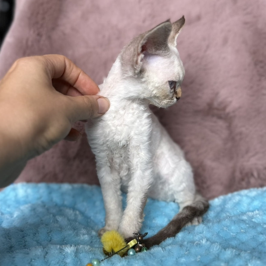 Xia Devon Rex female, seal lynx pointed