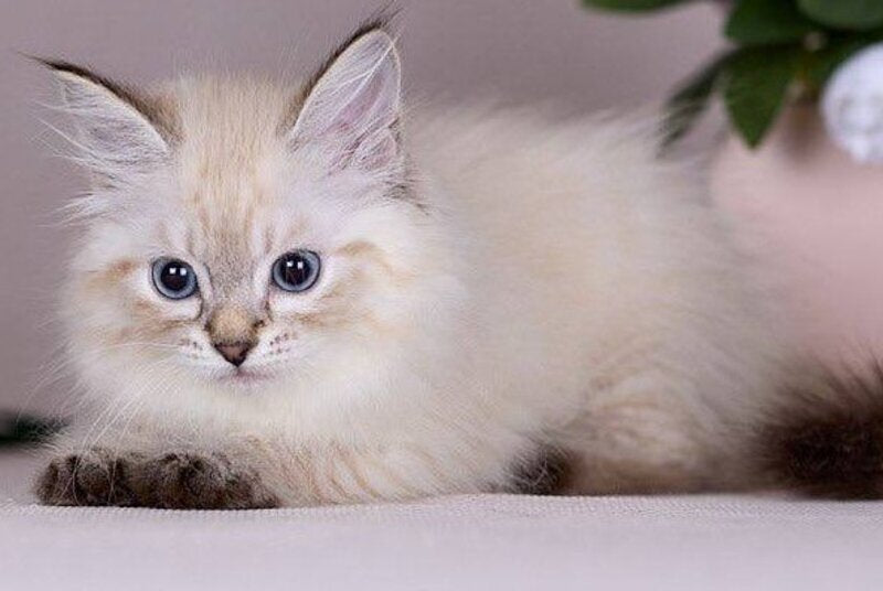 Halva Siberian female black tabby pointed - live animals
