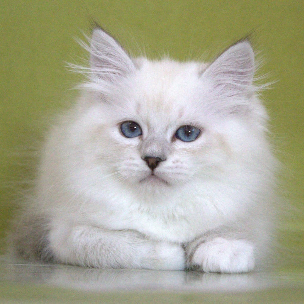 Heather Siberian female, black with white tabby pointed