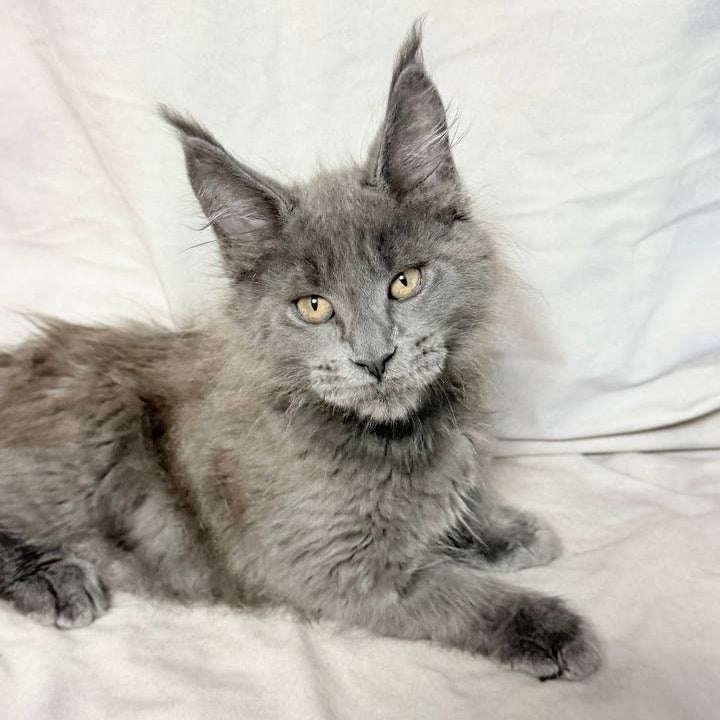 Gatsby Maine Coon male, blue silver
