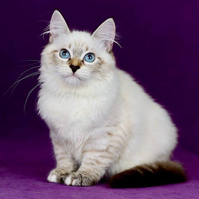 Jinnie Siberian female, black with white tabby pointed