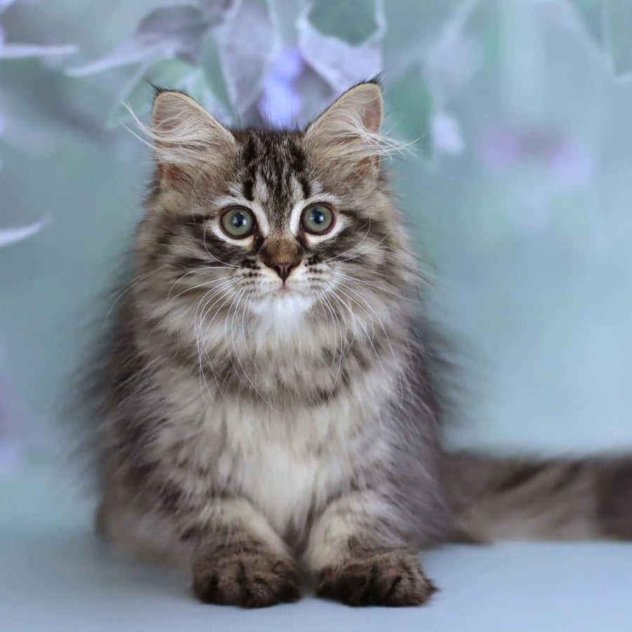 Gemma Siberian female, black spotted tabby