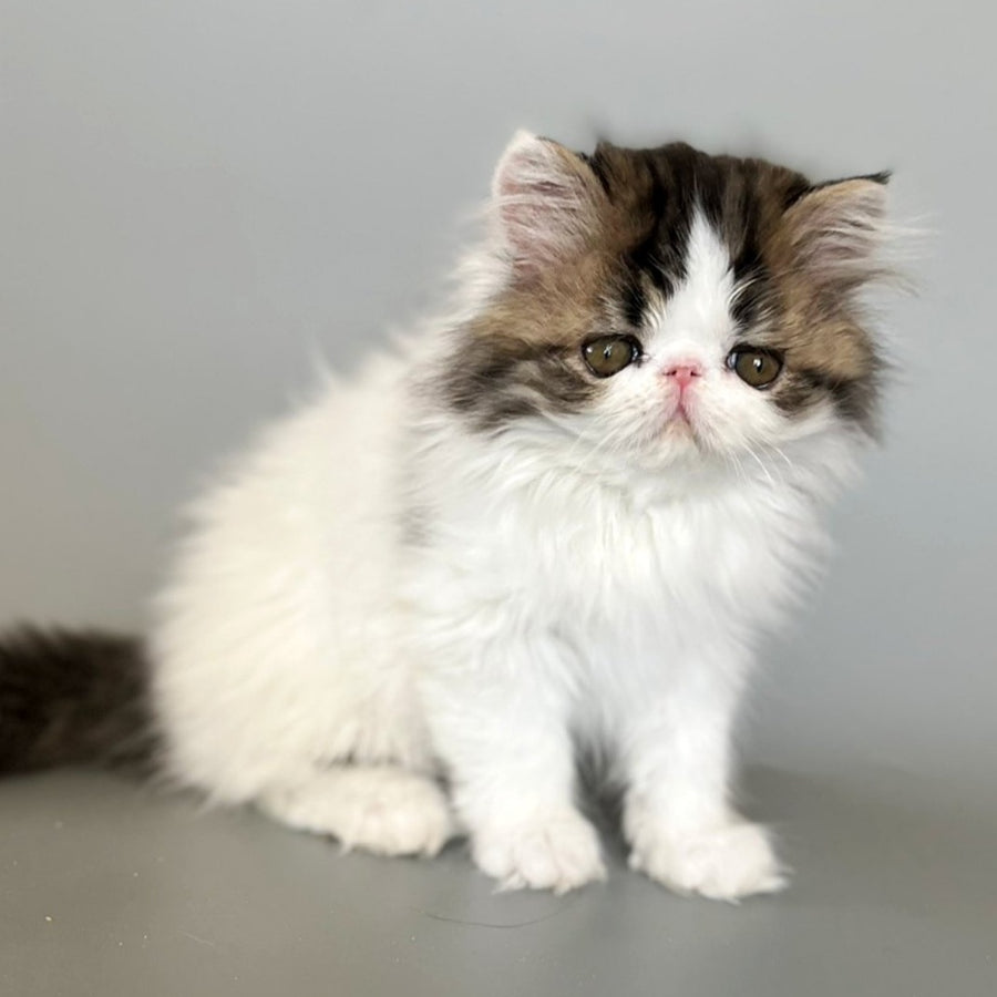 Armani Persian male, black spotted tabby van