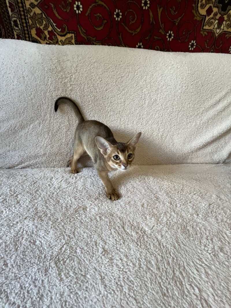 Betti Abyssinian female black - live animals