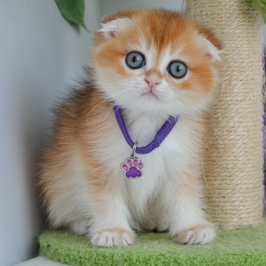 Hector Scottish Fold male, black golden chinchilla