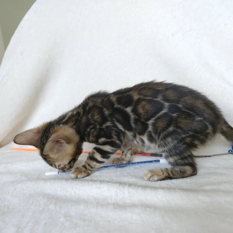 Тomagochi Bengal male black spotted tabby - live animals