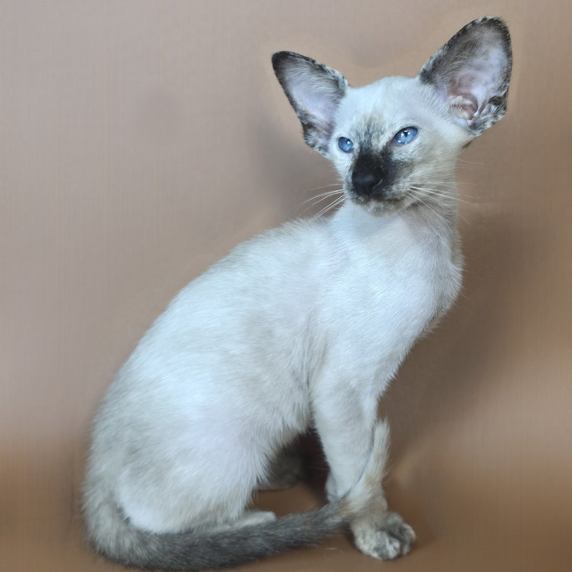 Lyra Siamese female, black tortie
