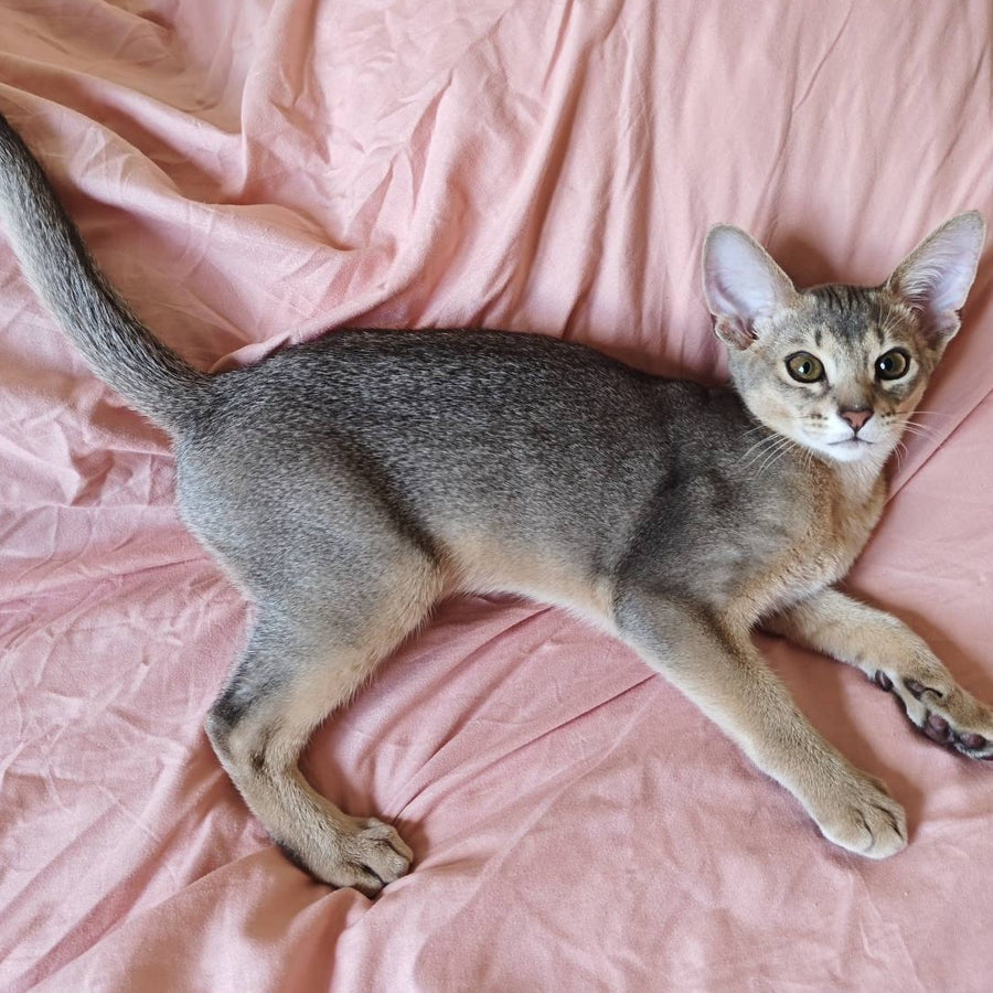 Kai Abyssinian male, blue