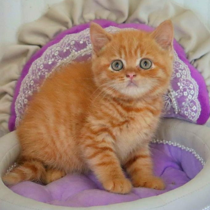 Misha British Shorthair male, red