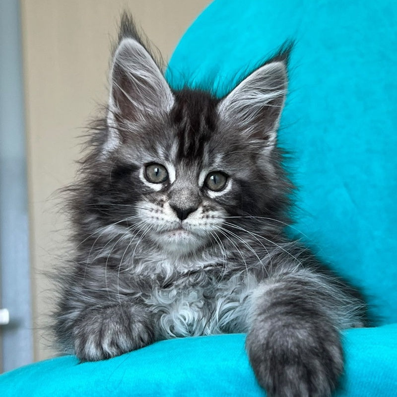 Zabava Maine Coon female, black silver tabby