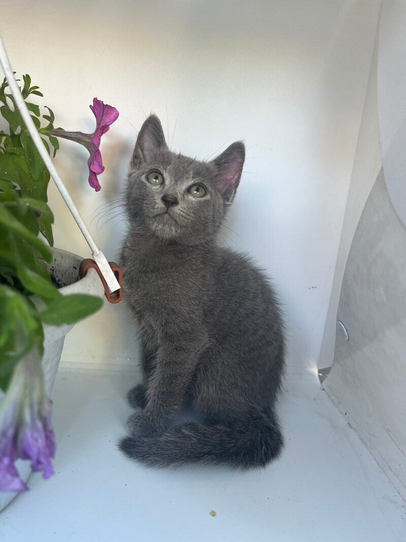 Nik Russian Blue male, blue